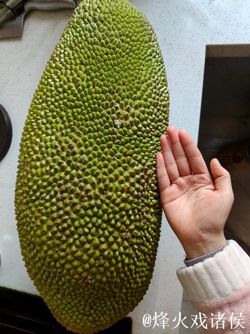 免费在线观影：深入体验菠萝菠萝蜜视频的世界